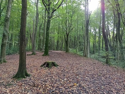 Holmesfield Woods