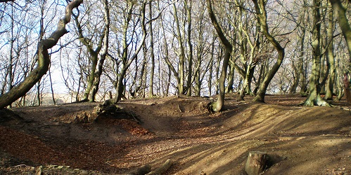 Wharncliffe Woods