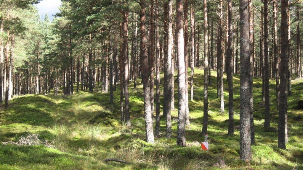 Stunning Royal Deeside forests make for rapid orienteering!